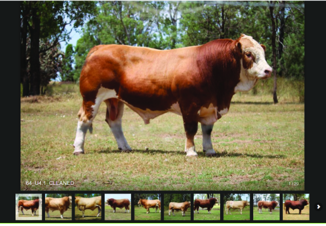 Black Stump Sale Image Gallery